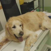 Bordighera, golden retriever salvato da Ambulanze Veterinarie Odv: i ringraziamenti della proprietaria (Foto)