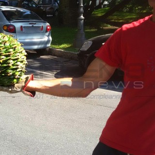 Sanremo: pericolo per la caduta dei coni di araucaria vicino a Palazzo Bellevue, sabato mattina via ai lavori per rimuoverli