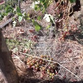 Soldano: i cinghiali devastano i vigneti di Rossese, dalla 'Poggi dell'Elmo' la richiesta di aiuto alle Istituzioni (Foto)