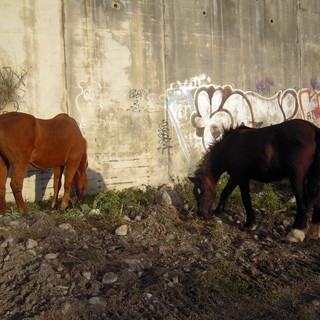 Ventimiglia: cavallo nel greto del Roya, la promessa di Marco Ballestra a Paola