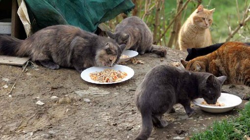 A Ventimiglia è iniziato il censimento delle colonie feline per la sterilizzazione: tutte le informazioni utili