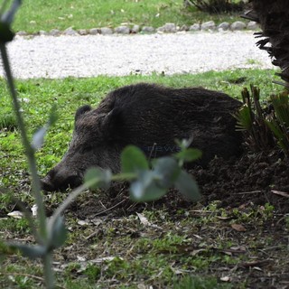 Le immagini dai giardini Tommaso Reggio