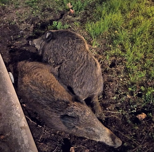 Ventimiglia: due cinghiali ai giardini 'Tommaso Reggio', verranno anestetizzati e riportati in montagna (Foto)