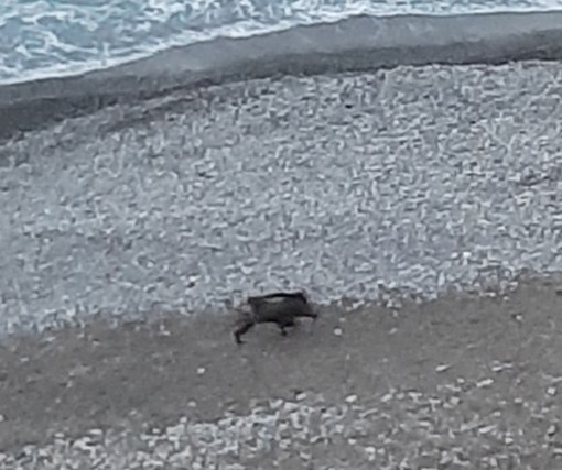 IL cinghiale sulla spiaggia di Vallecrosia
