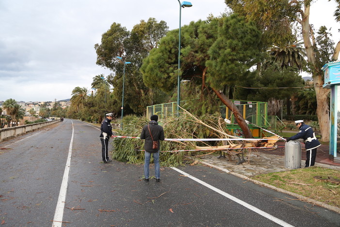 Danni da vento a Sanremo: alberi caduti, motorini abbattuti ma per fortuna nessun ferito, tutte le foto