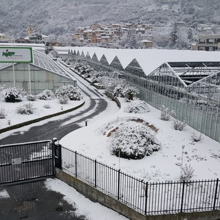 Confagricoltura Liguria incontra il governatore Toti: primi per gelo e neve, richiesto lo stato di calamità naturale