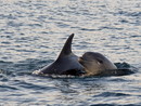 A San Lorenzo al Mare si scopre il Santuario dei Cetacei