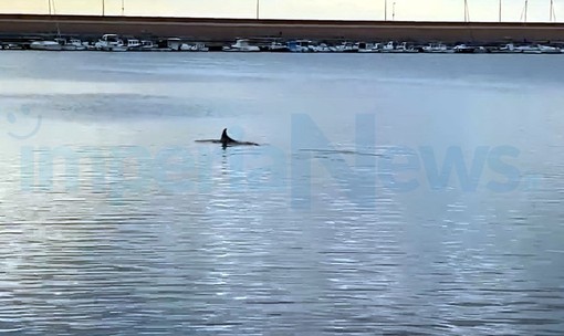 Imperia: un delfino al porto di Oneglia, questa mattina avvistato e filmato da Salvatore Pinga (Video)