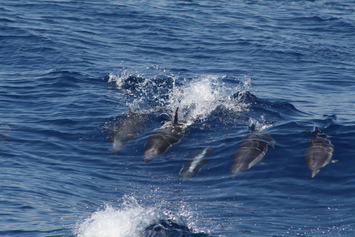 Diano Marina: i delfini a poche miglia al largo dal golfo, il video di un lettore