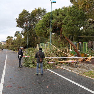 Danni da vento a Sanremo: alberi caduti, motorini abbattuti ma per fortuna nessun ferito, tutte le foto