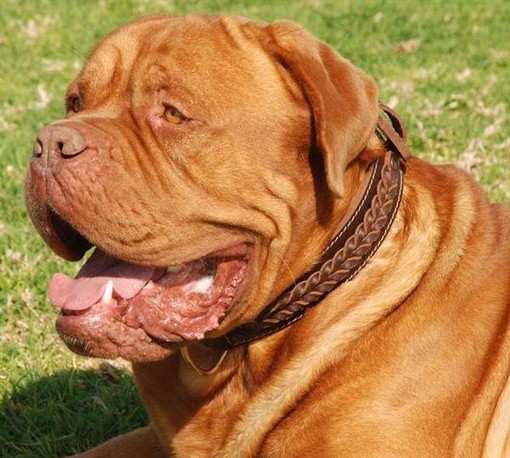 Un Dogue de Bordeaux