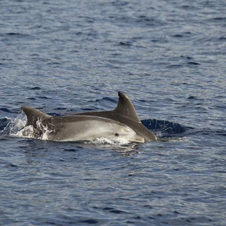 Un successo il ‘Censimento dei Luoghi del Cuore Fai’ in Provincia di Imperia: Cetacei campioni