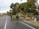 Danni da vento a Sanremo: alberi caduti, motorini abbattuti ma per fortuna nessun ferito, tutte le foto