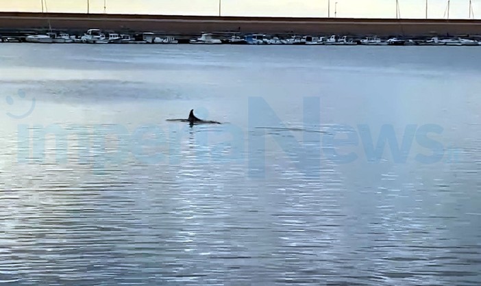 Imperia: un delfino al porto di Oneglia, questa mattina avvistato e filmato da Salvatore Pinga (Video)