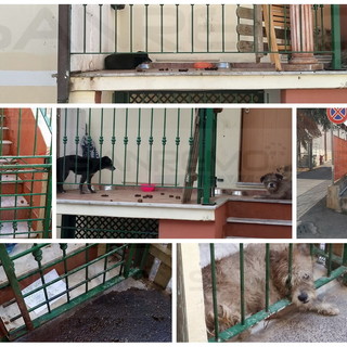 Sanremo: in via Mercede 3 cani costretti a vivere in mezzo a escrementi ed urina, la protesta dei residenti (Foto e Video)