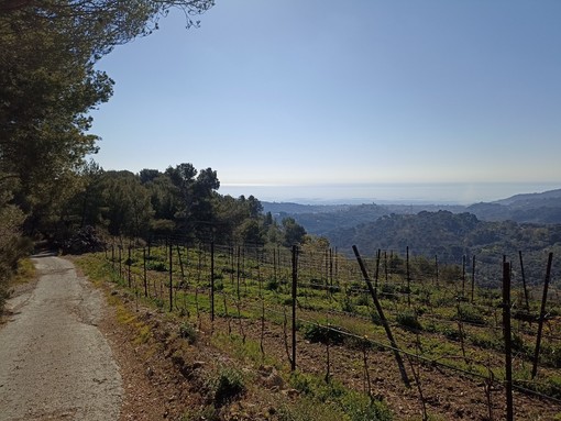 Diano Arentino: lunedì trekYoga tra boschi di roverella e maestosi uliveti