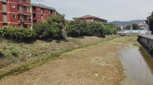 Diano Marina: degrado e nidi delle anatre distrutte sul torrente San Pietro, la denuncia di 'Diano Riparte' (Foto)