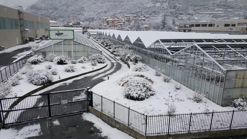 Confagricoltura Liguria incontra il governatore Toti: primi per gelo e neve, richiesto lo stato di calamità naturale