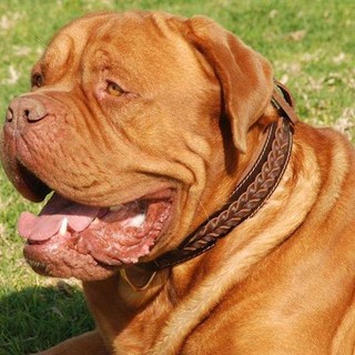 Un Dogue de Bordeaux