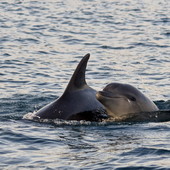 A San Lorenzo al Mare si scopre il Santuario dei Cetacei