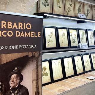 Il cuore verde di Camporosso: un viaggio nell'erbario del botanico e scrittore Marco Damele