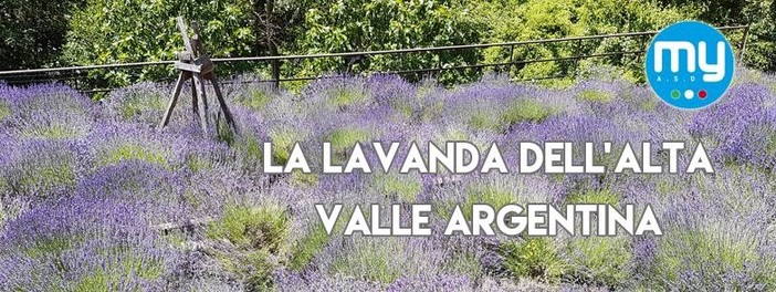 Valle Argentina: domenica prossima escursione alla ricerca della Lavanda con 'Monesi Young'