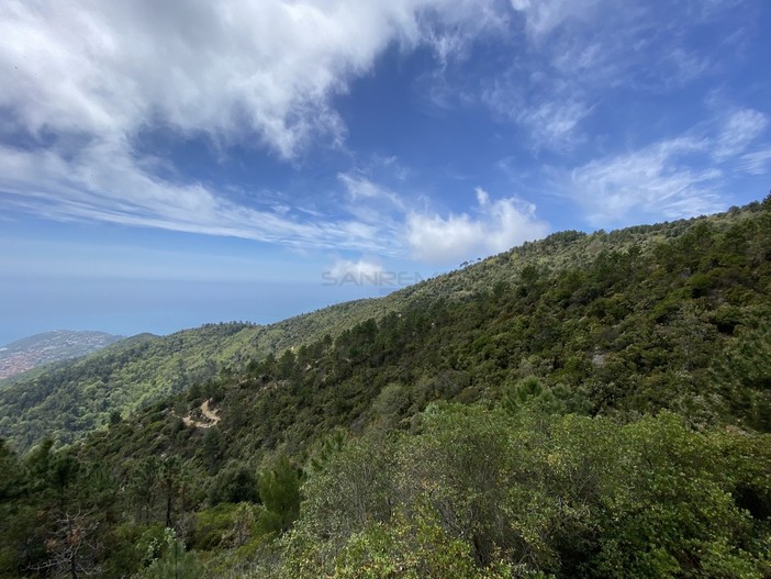 Il Consorzio Forestale Monte Bignone cerca un direttore tecnico, manifestazione d'interesse aperta fino ad agosto