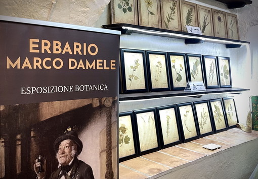 Il cuore verde di Camporosso: un viaggio nell'erbario del botanico e scrittore Marco Damele