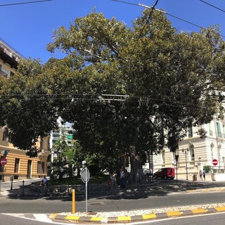 Il ficus di largo Nuvoloni