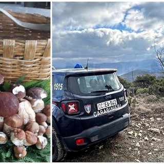 Valle Argentina: si trovano tanti ottimi funghi ma i Carabinieri multano due persone senza permesso (Foto)