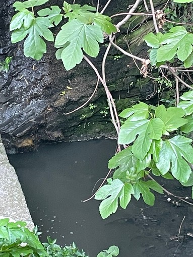 Fogna nel torrente a Montegrazie, sopralluogo di Imperia Rinasce: “Rivieracqua ha garantito un intervento”