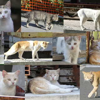 Arma di Taggia: troppi abbandoni di gatti, le volontarie sono allo stremo. Sabato raccolta di cibo
