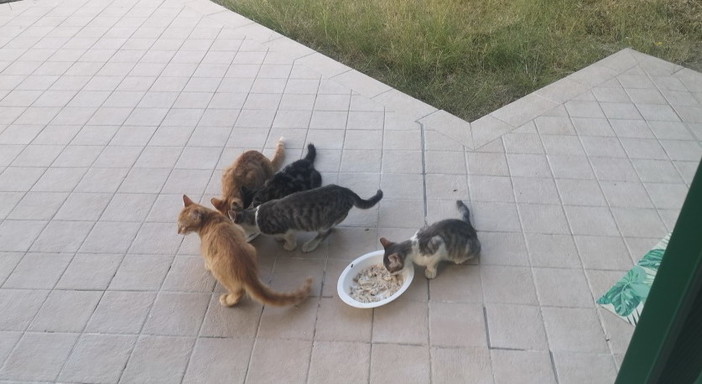 Pompeiana: cinque gattini in regalo, sono nati con la madre randagia e cercano casa (Foto)