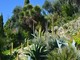 Ventimiglia: 'I Giardini Hanbury all'imbrunire', nel mese di agosto visita guidata tra i profumi e colori della vegetazione mediterranea