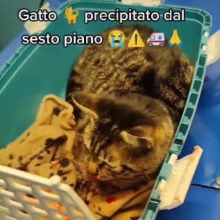 Vallecrosia: gatto cade dal sesto piano di una palazzina, salvato dall'Emergenza Val Nervia