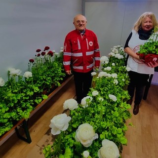 Fiera di San Benedetto, gazebo con ranuncoli di Cri a Taggia per aiutare le famiglie indigenti (Foto)