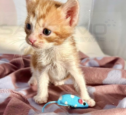 Arma di Taggia: il gattino Leone è alla ricerca di una famiglia che lo ami (Foto)