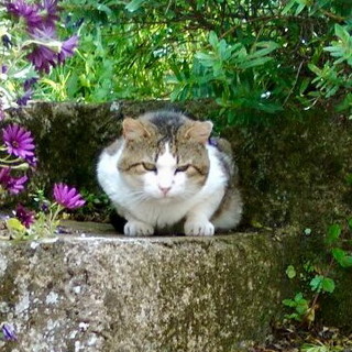 Sanremo: gatto da giorni nella zona di via Duca degli Abruzzi, l'appello di una lettrice