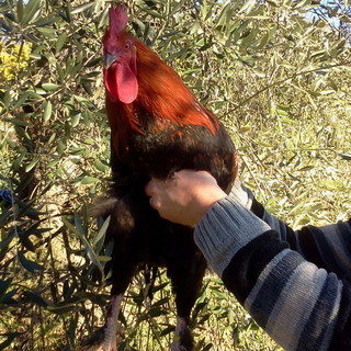 Azienda agricola di Seborga domenica prossima al 'Festival del Chicchirichì'