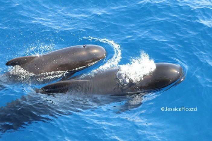 La bellezza dei Globicefali nel golfo di Imperia (Foto)