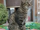 Sanremo: smarrita una gattina nella zona di via Padre Semeria, l'appello dei proprietari (Foto)