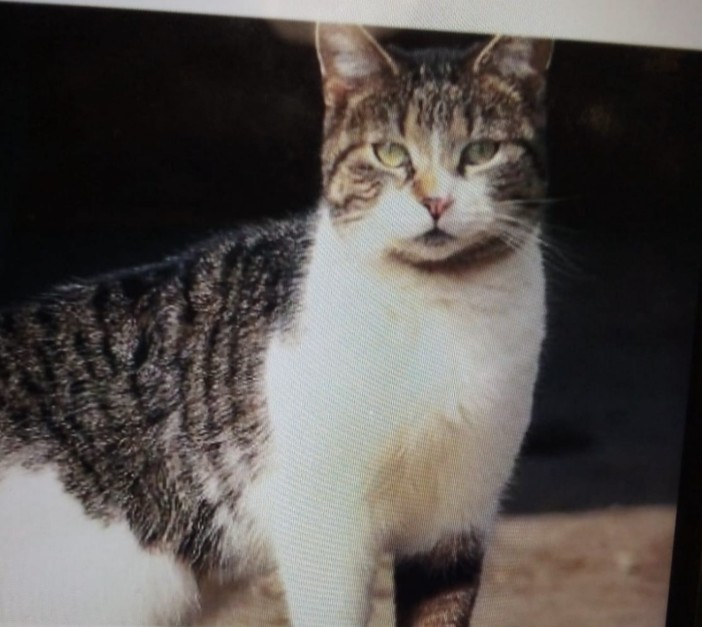 Sanremo: appello per una gatta scappata da un'auto in via della Repubblica