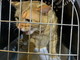 Sanremo: trovato un gatto rosso tra via Palazzo e via Matteotti, l'appello ai proprietari (Foto)