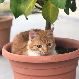 Sanremo: smarrito gatto nella zona del Solaro in via Privata delle Rose, l'appello dei proprietari (Foto)