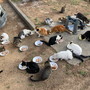 Arma di Taggia: con la 'Lega del Gattino' domani al Pet Store una raccolta di cibo per i randagi