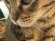 Taggia: sabato prossimo al Carrefour una giornata di raccolta cibo per gatti e gattini