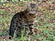 Apricale: smarrito da una coppia di turisti il gatto 'Mori', l'appello dei proprietari (Foto)