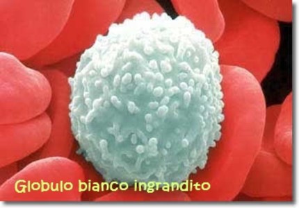 emocromo e la formula leucocitaria per la diagnosi sanremonews it