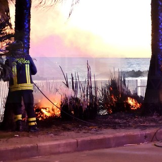 Sanremo: sparano alcuni petardi e provocano l'incendio che distrugge una palma sul lungomare Calvino (Foto e Video)