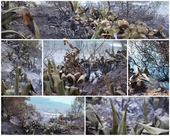 Ventimiglia: incendio di ieri alle Calandre, sarebbe stato appiccato dagli stranieri per farsi strada tra le sterpaglie (Foto)